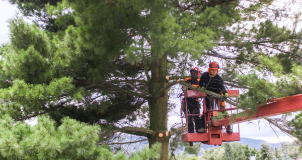¿Cómo Reducir la Huella de Carbono con plataformas de elevación?